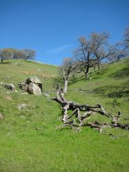 A fallen tree sleeps among the hills in Pacheco State Park, California.