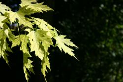 Bright yellow green leaves against a dark black background.