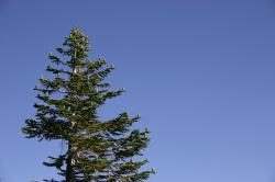 A pine tree near Mammoth Lakes. (If anyone knows the species, please let me know and I'll add the info!) 