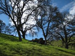 Trees on a hill in Pacheco State Park, California. 