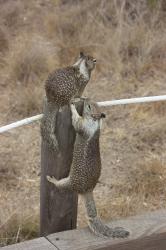 Two ground squirrels on a post, one sitting and one climbing.