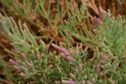 These finger-like plants on the salt marsh resemble something one might find underwater. 