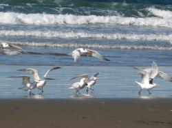 Seabirds taking off at Morro Bay, California. (If anyone knows the species, please let me know and I'll add the info!) 