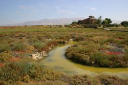 Colorful landscape surrounds a stagnant green river near the Environmental Education Center in Alviso, California.