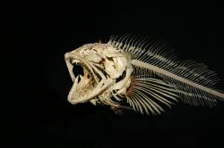 Lingcod fish skeleton. Nasty sharp point teeth.