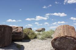 Petrified logs against a cloudy blue sky.