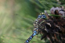 Closeup of a blue dragonfly on a pinecone. 