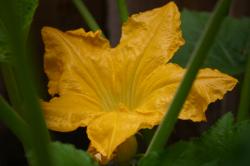 Giant yellow flower on a zucchini plant.