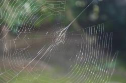 Macro of a sunlit spider web (sans spider). 