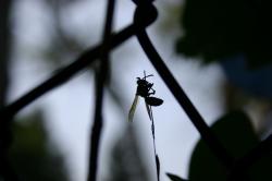 A silhouette of a wasp grasping a thin weed.  (Taken through a chain-link fence.) 