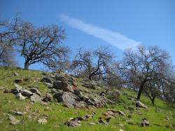 Ancient stones and gnarled trees share a grassy hillside in Pacheco State Park, California. 