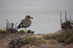 A female seagull resting on one leg on a coastal cliff.