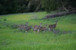 A family of deer in a meadow.