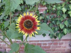 A bright red and yellow sunflower in front of a green ivy-covered brick wall. 