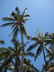 Palm trees against a clear blue sky. 