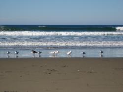 Seabirds at Morro Bay, California.  (If anyone knows the species, please let me know and I\'ll add the info!) 
