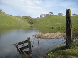 Remnants of a fence falling into Dinosaur Lake in Pacheco State Park, California. 