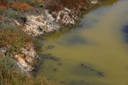 Stagnant green water in a colorful salt marsh.