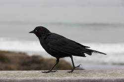 A strolling blackbird.