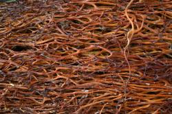 A tight cluster of thin red-orange seaweed at the beach. 