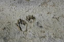 Paw prints (probably raccoon) and bird tracks in dried mud.