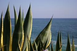 Green and yellow spiny succulent plants overlook the ocean in Laguna. 