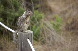 Ground squirrel, standing on a post.