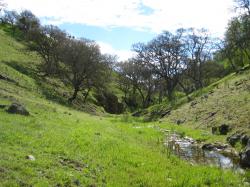 Green tree-dotted hills converge to form a small stream valley in Pacheco State Park, California. 