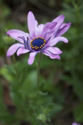 A purple African daisy with a blue and yellow center, on a blurred green background (portrait orientation).