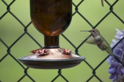 Hummingbird hovering in flight above a hanging feeder.