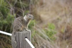 Ground squirrel, sitting on a post.