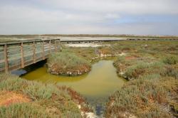 A boardwalk bridge spans stagnant green water in a salt marsh.