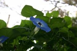 A big black carpenter bee diving into the morning glory. 