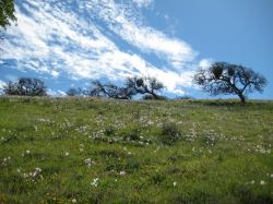 Wildflowers dot a field under a bright sky in Pacheco State Park, California. 