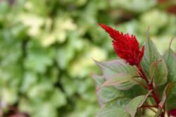 A red Celosia flower in front of a green leafy background. 
