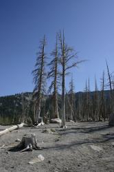 Natural CO2 emissions from a magma body beneath Mammoth Mountain asphyxiated more than 100 acres of trees near Horseshoe Lake in the early 1990s. 