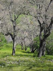 Wildflowers brighten a grove of trees in Pacheco State Park, California.