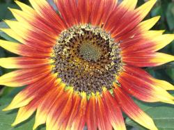 A bright red and yellow sunflower.