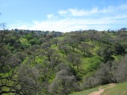 Tree-rich hills in Pacheco State Park, California.