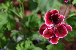 A deep red and pink geranium flower over a green leafy background. 