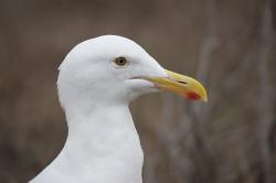A male seagull, closeup of the head in profile. 