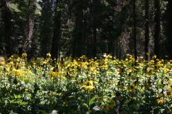 A field of yellow coneflowers (I think) in a forest. 