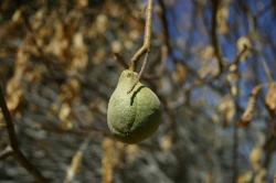 The pear-shaped fruit of the California Buckeye.