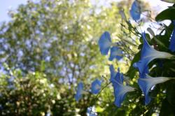 A wall of "Heavenly Blue" morning glories over a green leafy background. 