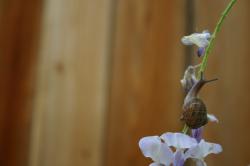 A snail climbs a purple wisteria plant.