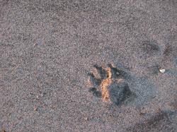A dog\'s paw print in the wet beach sand.